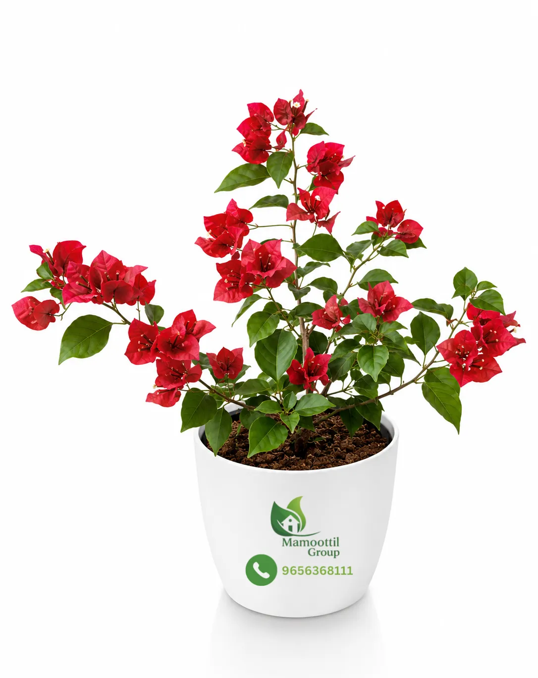 Red Flush Profile
